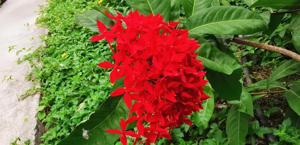 緑の葉のある赤い花の写真 緑の葉のある庭の赤い花の花の写真 — ストック写真