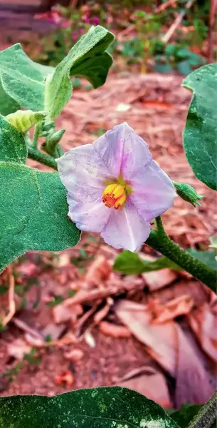 Eine Fotografie Einer Blume Mit Grünem Stiel Und Rosa Blume — Stockfoto