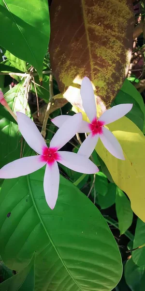 Фотография Двух Белых Цветов Розовыми Центрами Зеленом Листовом Растении — стоковое фото