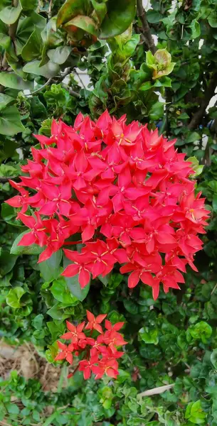 Yeşil Yapraklı Bir Bahçede Kırmızı Bir Çiçeğin Fotoğrafı Yeşil Yapraklı — Stok fotoğraf