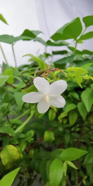 Fotografia Białego Kwiatu Zielonymi Liśćmi Tle — Zdjęcie stockowe