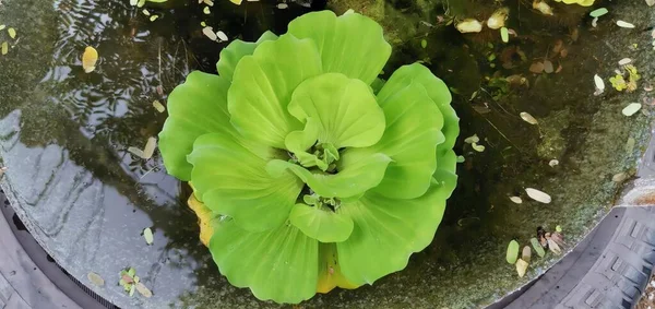 Μια Φωτογραφία Ενός Πράσινου Λουλουδιού Μια Λίμνη Νερό Καζάνι Ένα — Φωτογραφία Αρχείου