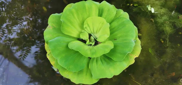 Uma Fotografia Uma Folha Verde Que Flutua Uma Lagoa Água — Fotografia de Stock
