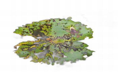 Kahverengi benekli bir yaprağın ve üzerinde bir kelebeğin fotoğrafı. Beyaz bir yüzey üzerinde kahverengi lekeler olan akorlu yeşil yapraklar..