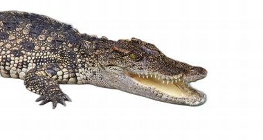 Ağzı açık ve dişleri sonuna kadar açık bir timsah fotoğrafı, timsah niloticus, ağzı açık büyük bir timsah..