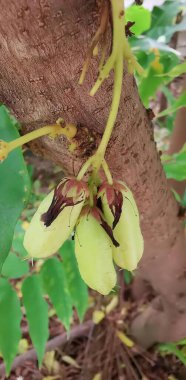 Üzerinde muz olan bir ağacın fotoğrafı, yeşil yapraklı ve kahverengi kabuklu bir ağacın saksısı..