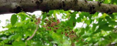 Bir dal dolusu kırmızı böğürtlen, yeşil yapraklı bir ağaç dalında gergedan böceği..