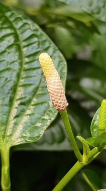 Çiçek tomurcuklanan bir bitkinin fotoğrafı, arka planda yeşil bir yaprak olan bir bitkinin üzerindeki yosun kelebeği..