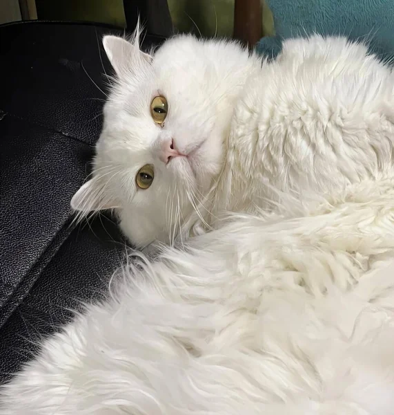 Фотографія Білої Кішки Лежить Чорному Стільці Перська Кішка Лежить Чорному — стокове фото
