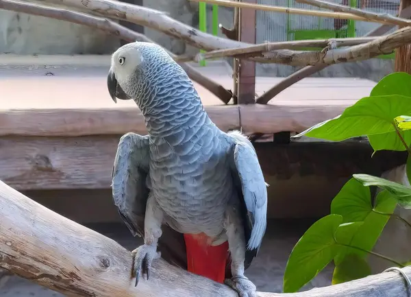 Uma Fotografia Papagaio Sentado Ramo Zoológico Psittacus Erithacus Sentado Ramo — Fotografia de Stock