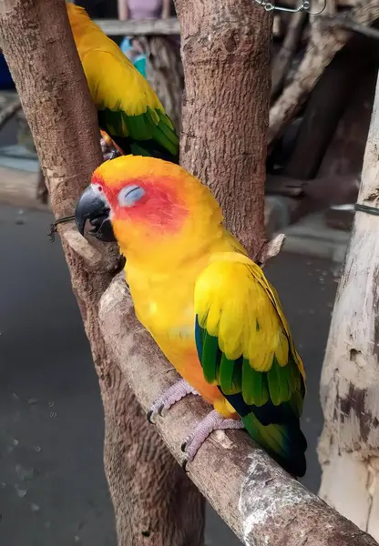 Una Fotografia Due Uccelli Colorati Appollaiati Ramo Albero Macao Sono — Foto Stock