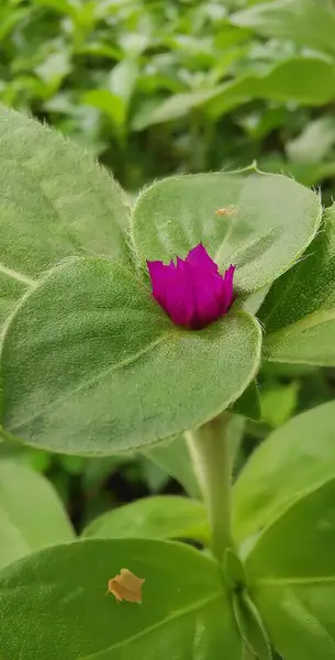 Una Fotografía Una Flor Púrpura Sobre Una Hoja Verde Jardín — Foto de Stock