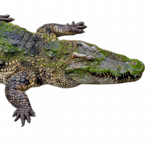 Ett Fotografi Stor Alligator Med Öppen Mun Och Vidöppna Tänder — Stockfoto