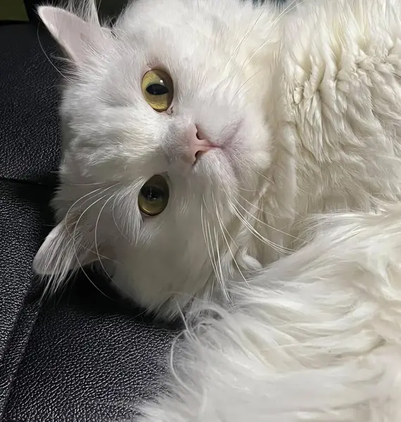 ภาพแมวขาวนอนบนโซฟาส แมวเปอร ยนอนบนเก มองไปท — ภาพถ่ายสต็อก