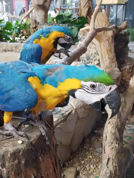 Fotografia Dwóch Papug Siedzących Gałęzi Drzewa Jedzących Jedzenie Makawi Siedzą — Zdjęcie stockowe