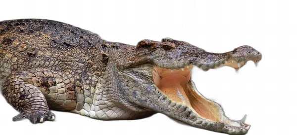 Een Foto Van Een Krokodil Met Zijn Mond Open Zijn — Stockfoto
