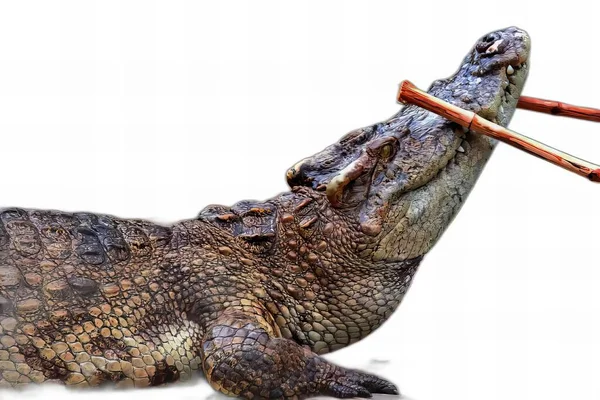 Fotografia Krokodyla Parą Pałeczek Ustach Krokodyla Niloticusus Jedzącego Pałeczki Ust — Zdjęcie stockowe