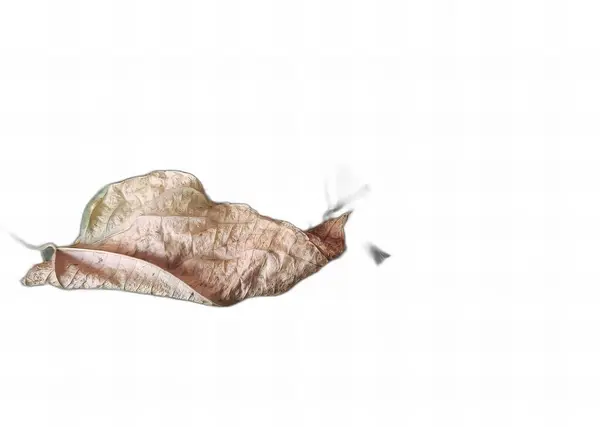 a photography of a leaf with a bird flying by, snail flying through the air with a leaf on its back.