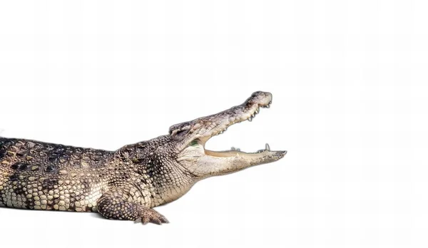 Uma Fotografia Crocodilo Com Boca Aberta Dentes Bem Abertos — Fotografia de Stock