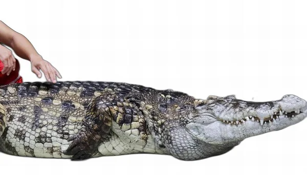 Ett Fotografi Person Som Håller Uppstoppad Alligator Med Röd Boll — Stockfoto