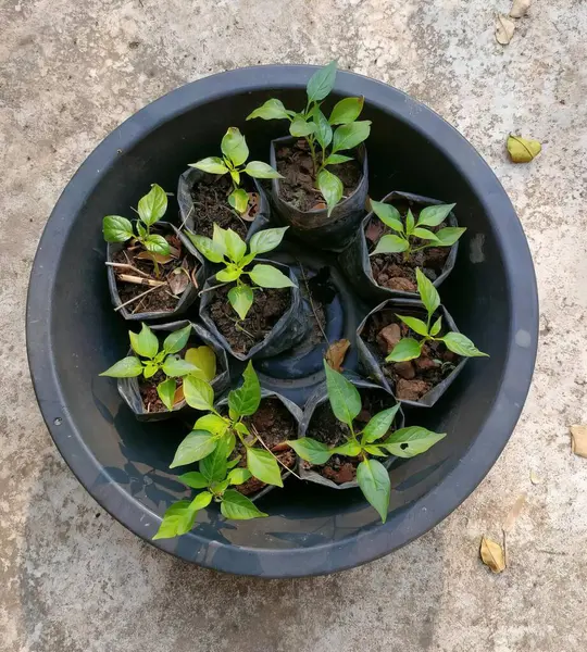 Photography Bowl Seedlings Leaves Dirt Flowerpots Black Pot Dirt Leaves — Stock Photo, Image
