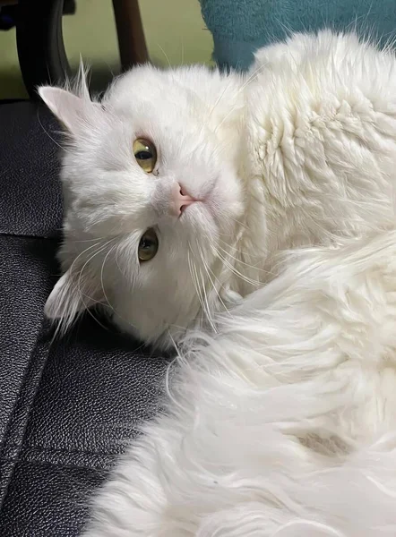 a photography of a white cat laying on a black couch, persian cat laying on a chair with its head on the arm.
