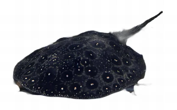Фотографія Чорної Риби Білими Плямами Спині Електрична Риба Променів Чорно — стокове фото