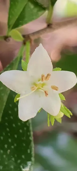 Eine Fotografie Einer Weißen Blume Mit Grünen Blättern Hintergrund Biene — Stockfoto