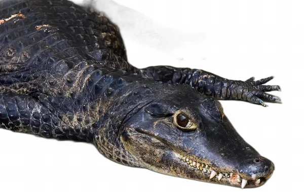 Una Fotografía Cocodrilo Negro Tendido Sobre Una Superficie Blanca Alligator — Foto de Stock