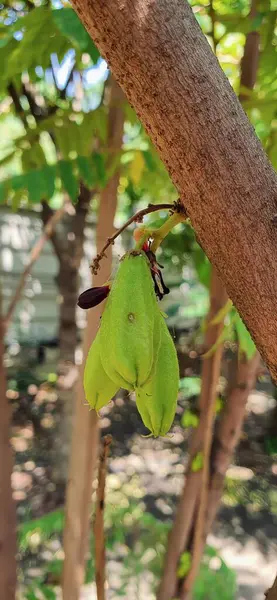 a photography of a green leaf hanging from a tree branch, jackfruit hanging from a tree branch in a forest.