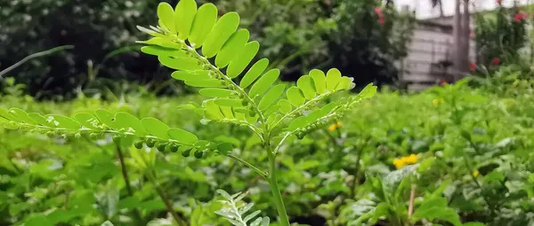 Ett Fotografi Grön Växt Med Gul Blomma Förgrunden — Stockfoto