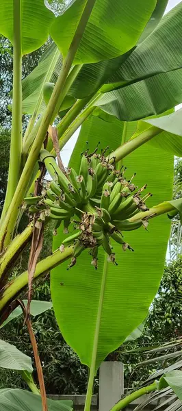 stock image a photography of a banana tree with a bunch of bananas growing on it, banana tree with a bunch of unripe bananas growing on it.