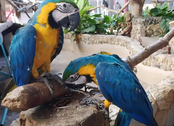 Fotografia Dwóch Papug Siedzących Gałęzi Zoo Makawi Siedzą Gałęzi Ogrodzie — Zdjęcie stockowe