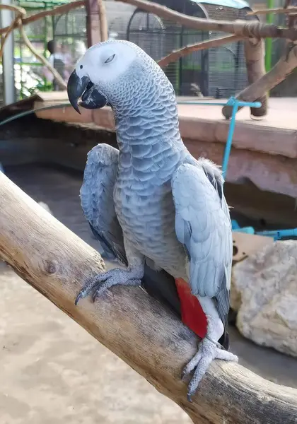 Hayvanat Bahçesindeki Bir Dalda Oturan Papağanın Fotoğrafı Hayvanat Bahçesindeki Bir — Stok fotoğraf