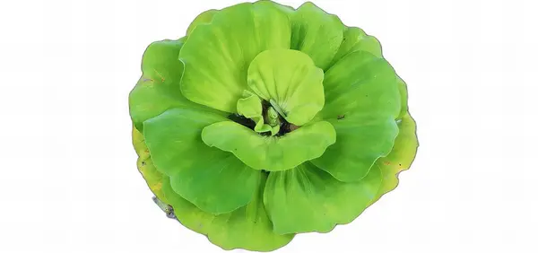 Фотография Зеленого Цветка Белом Фоне Цветка Капусты Головы Зелеными Листьями — стоковое фото