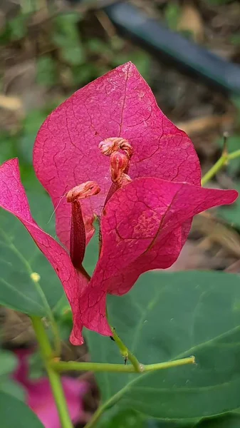 Fotografie Einer Rosafarbenen Blume Mit Grünem Stiel Und Brauner Knospe — Stockfoto