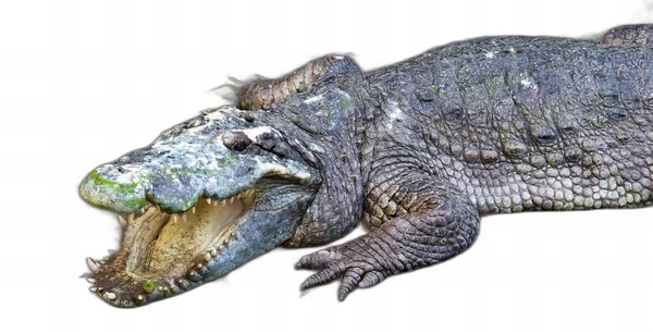 Фотография Крокодила Открытым Ртом Широко Раскрытыми Зубами — стоковое фото