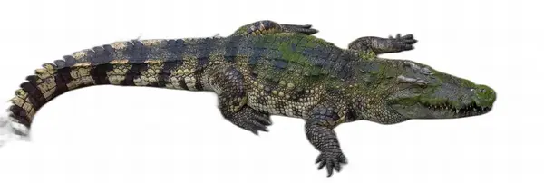 Ett Fotografi Krokodil Med Vit Bakgrund Alligator Mississipiensis Art Krokodilfamiljen — Stockfoto