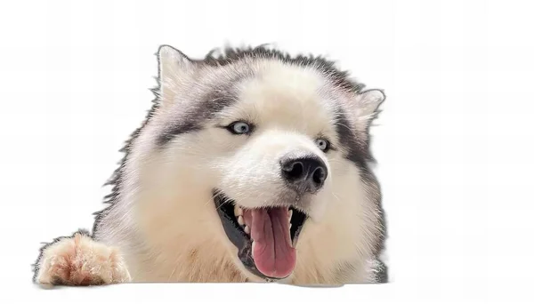 Ett Fotografi Hund Med Tungan Och Munnen Öppen Eskimåhund Med — Stockfoto