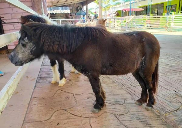 Kaldırımda çitin yanında duran bir atın fotoğrafı..