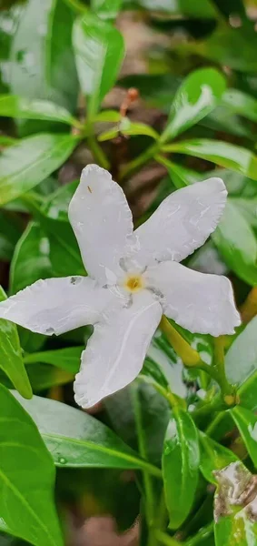 Eine Fotografie Einer Weißen Blume Mit Wassertropfen Darauf Lycaenid Schmetterling — Stockfoto