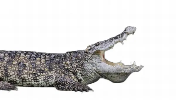Ett Fotografi Krokodil Med Öppen Mun Och Vidöppna Tänder — Stockfoto