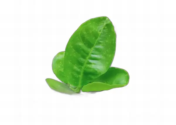 Uma Fotografia Uma Folha Verde Sobre Fundo Branco Forma Vaso — Fotografia de Stock