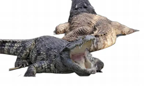 Fotografia Due Alligatori Con Bocca Aperta Bocca Spalancata — Foto Stock