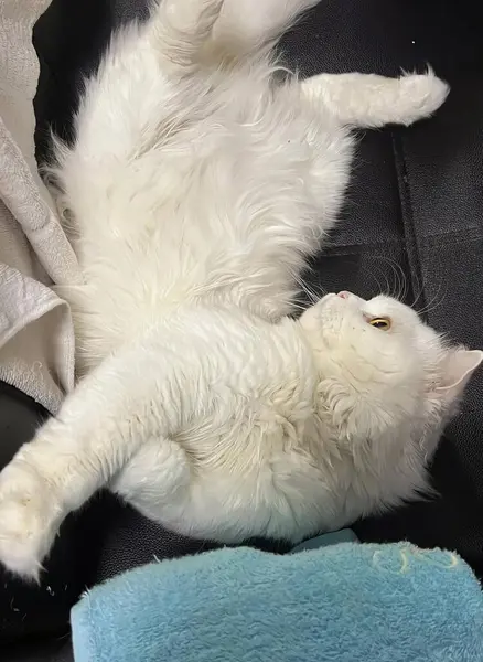 Fotografia Białego Kota Leżącego Plecach Kanapie Mustela Putorius Kot Leżący — Zdjęcie stockowe