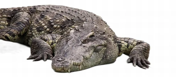 Фотография Большого Аллигатора Лежащего Белой Поверхности Крокодила Нилотик Большого Крокодила — стоковое фото