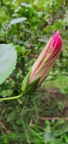a photography of a pink flower budding in the middle of a forest, capitulum of a pink flower budding in the woods.