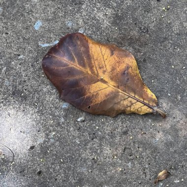 Küçük bir su birikintisi olan yerdeki bir yaprağın fotoğrafı..