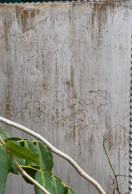 Duvarın önündeki bir dalda oturan bir kuşun fotoğrafı, ağaç dalı ve kuş olan bir binanın pencere ekranı..