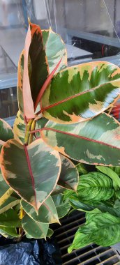 Yeşil ve kırmızı yapraklı bir bitkinin fotoğrafı. Yeşil ve kırmızı yapraklı saksılar..